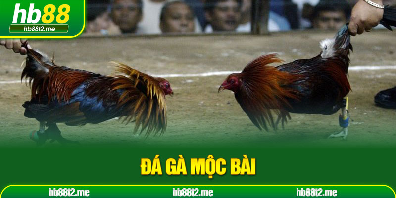 Đá gà Mộc Bài