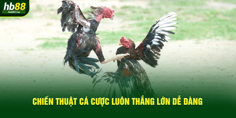 Chiến thuật cá cược luôn thắng lớn dễ dàng