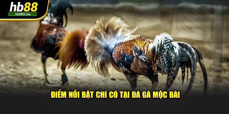 Điểm nổi bật chỉ có tại đá gà Mộc Bài