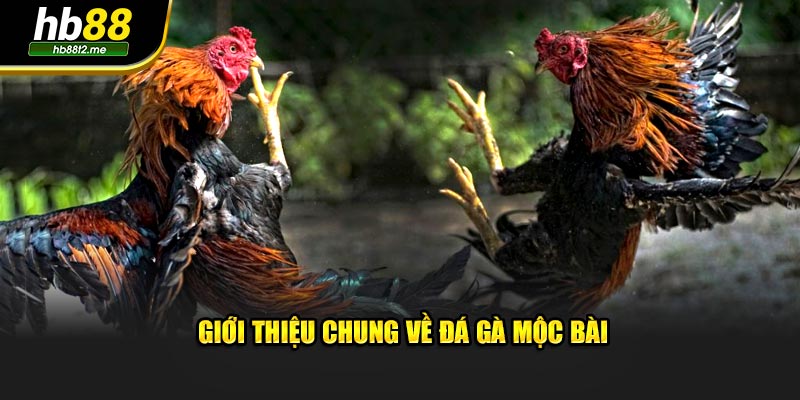 Giới thiệu chung về đá gà Mộc Bài