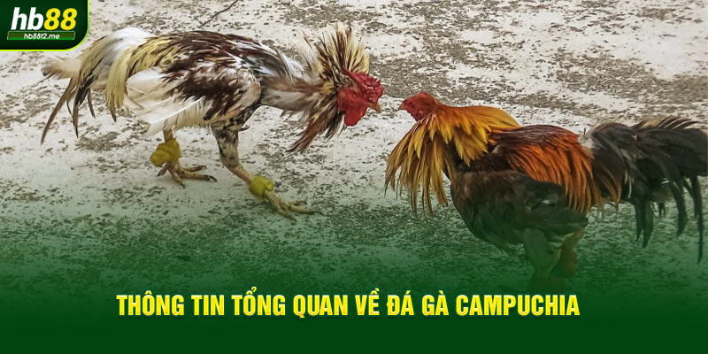 Thông tin tổng quan về siêu phẩm đá gà Campuchia