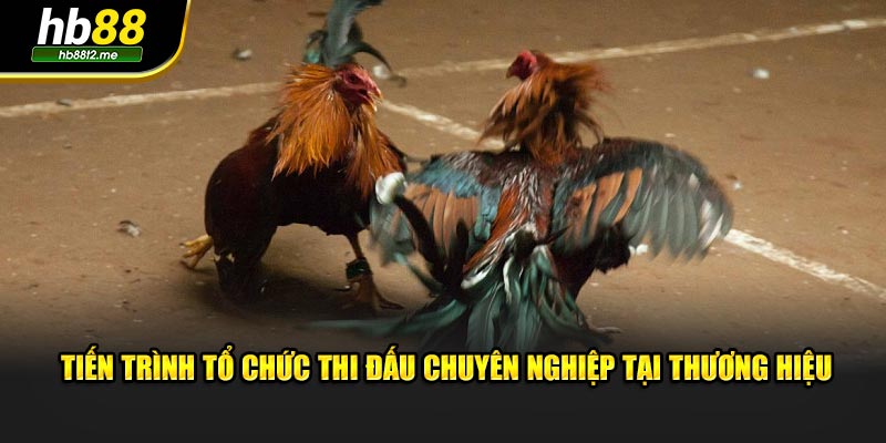 Tiến trình tổ chức thi đấu chuyên nghiệp tại thương hiệu